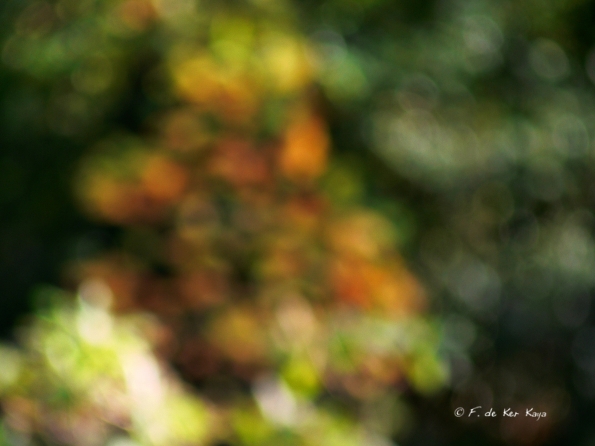 Bois des moutiers fall 2012 (71)